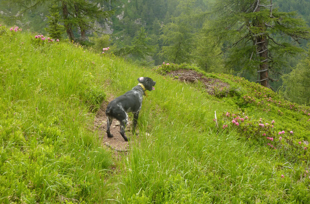 Conduttori di cani da ferma in ambiente alpino