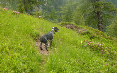 Conduttori di cani da ferma in ambiente alpino