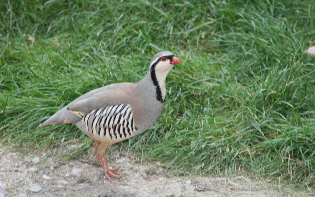 Status dei Galliformi alpini. Ricerca UNCZA – UNITO