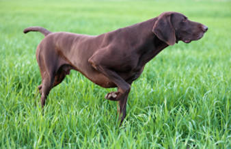 Il cane da lavoro